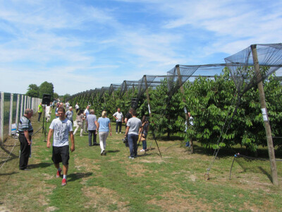 Dan polja trešnje u Kamarištu