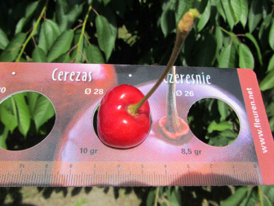 Dan polja trešnje u Kamarištu