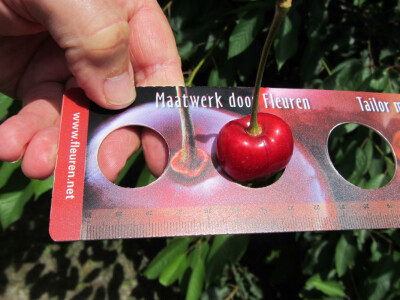 Dan polja trešnje u Kamarištu