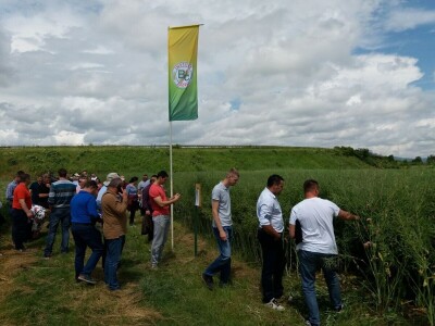 Dan polja uljane repice