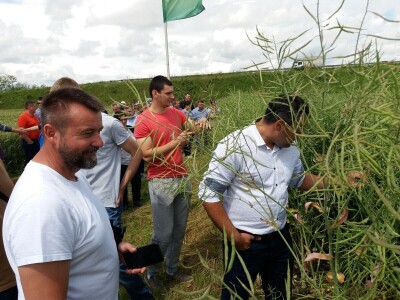 Dan polja uljane repice