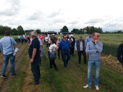 Dan polja uljane repice