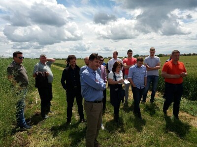 Dan polja uljane repice