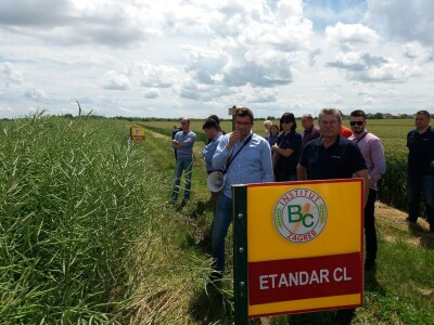 Dan polja uljane repice