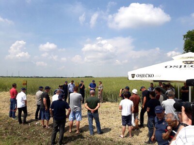 Dani polja uljane repice Bc Institut Dani polja uljane repice Bc Institut