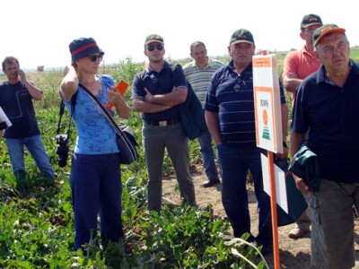 Dan polja KWS šećerne repe