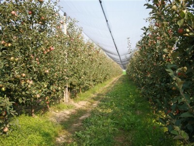 Voćnjak jabuke - Ricardo d.o.o