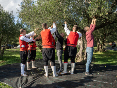 Dani berbe maslina u Hercegovini