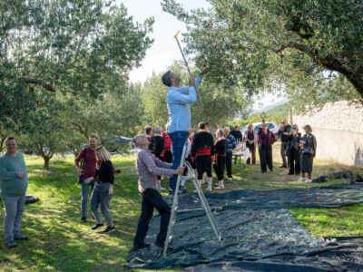Dani berbe maslina u Hercegovini