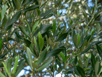 Dani berbe maslina u Hercegovini