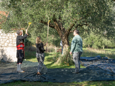 Dani berbe maslina u Hercegovini