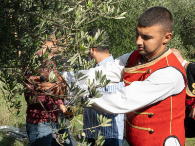 Dani berbe maslina u Hercegovini