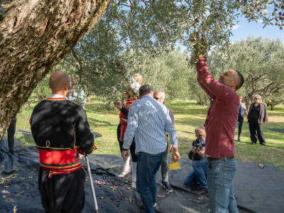 Dani berbe maslina u Hercegovini