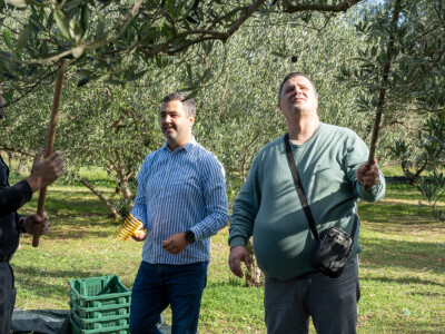 Dani berbe maslina u Hercegovini