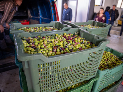 Dani berbe maslina u Hercegovini
