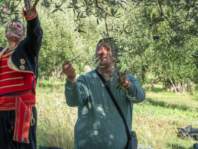 Dani berbe maslina u Hercegovini