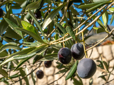 Dani berbe maslina u Hercegovini