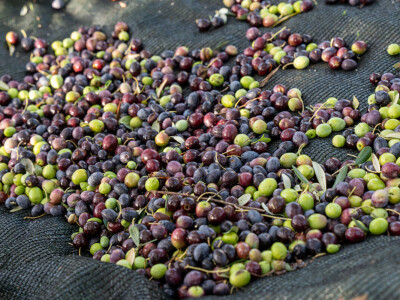 Dani berbe maslina u Hercegovini