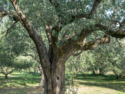 Dani berbe maslina u Hercegovini