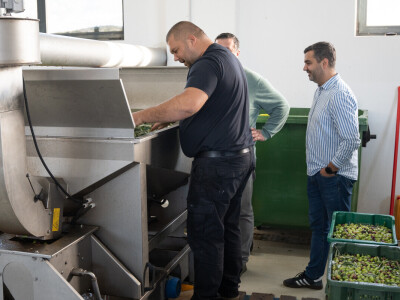 Dani berbe maslina u Hercegovini