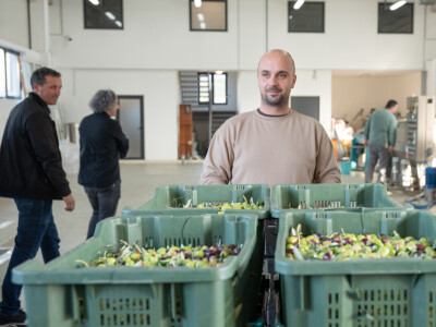 Dani berbe maslina u Hercegovini