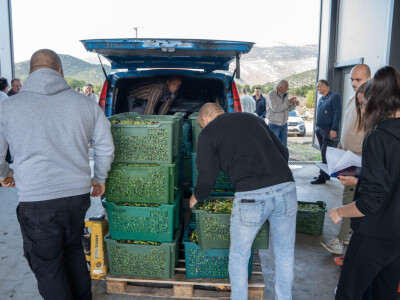 Dani berbe maslina u Hercegovini