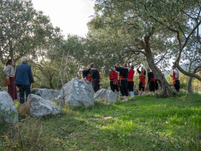 Dani berbe maslina u Hercegovini