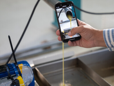 Dani berbe maslina u Hercegovini