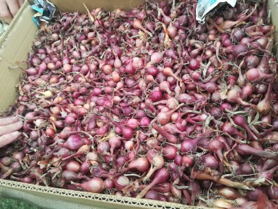 Dani dobravskog ljuka i ekološke proizvodnje