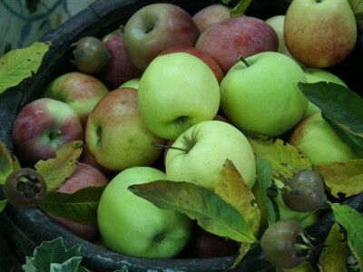 Jabuka centar pažnje