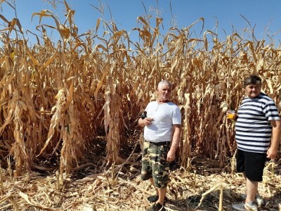 Dani kukuruza Bc Instituta