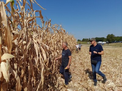 Dani kukuruza Bc Instituta