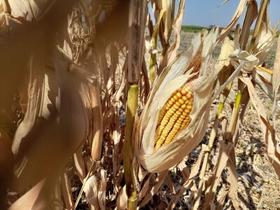 Dani kukuruza Bc Instituta