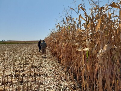 Dani kukuruza Bc Instituta