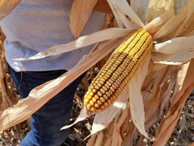 Dani kukuruza Bc Instituta