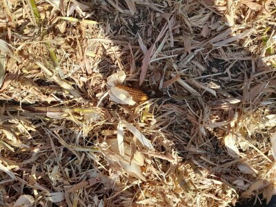 Dani kukuruza Bc Instituta