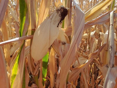 Dani kukuruza Bc Instituta