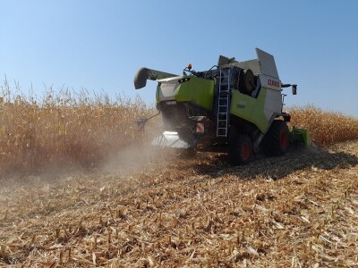 Dani kukuruza Bc Instituta