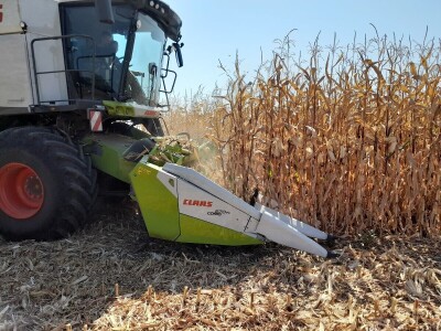 Dani kukuruza Bc Instituta