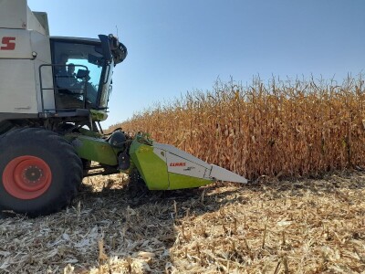 Dani kukuruza Bc Instituta