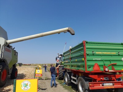 Dani kukuruza Bc Instituta