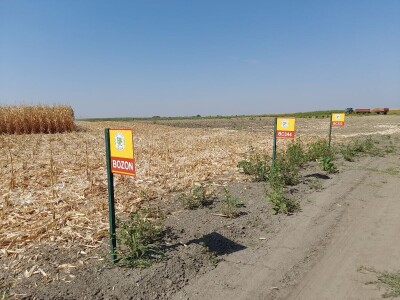 Dani kukuruza Bc Instituta