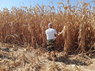 Dani kukuruza Bc Instituta