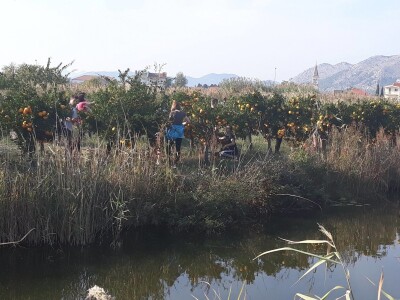 Dani mandarina Dani mandarina