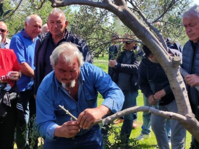 Dani masline 2022. Zadar