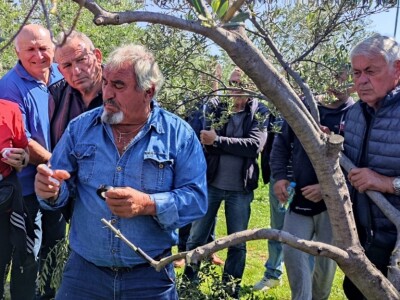 Dani masline 2022. Zadar