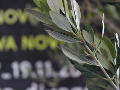 DMMU13, Vodnjan 2017