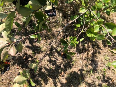 Dani organske  proizvodnje