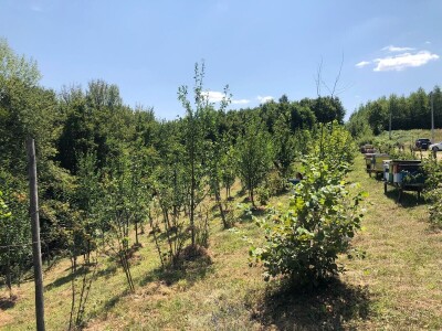 Dani organske  proizvodnje