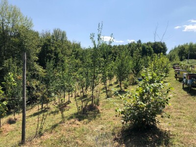 Dani organske  proizvodnje